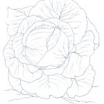 cabbageのサムネイル