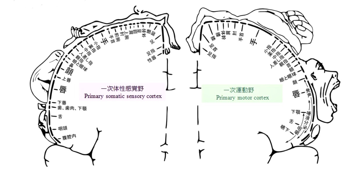 手を動かすことは脳を活性化し創造力を育むこと プランティングフラワー協会